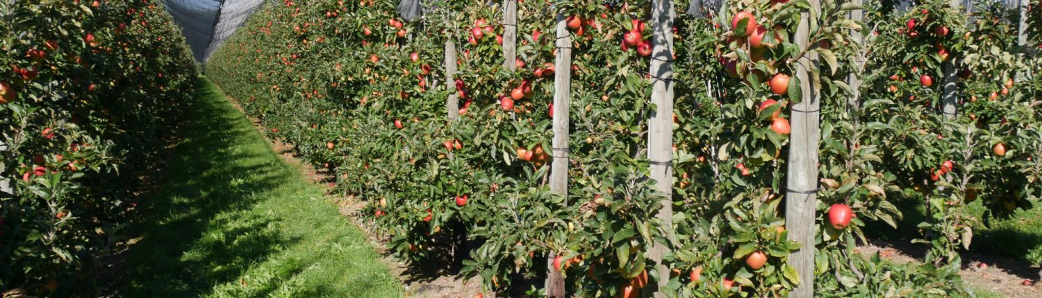 Apfelbäume mit Früchten
